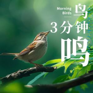 3分钟自然鸟鸣，清晨唤醒大脑